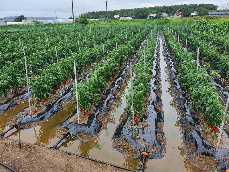 농작지_배수불량_고추_포장_전경