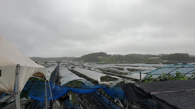 포도비닐파열복구관련-1