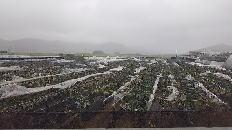 포도비닐파열복구관련-2