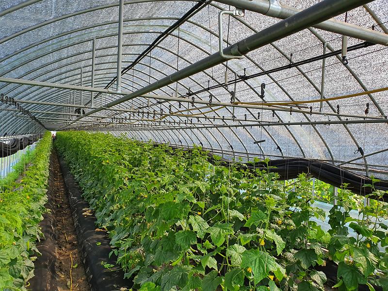 폭염대비_시설하우스_자동차광장치_(1)