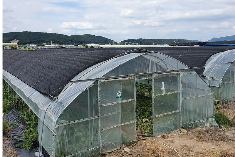 폭염대비_시설하우스_자동차광장치_(2)