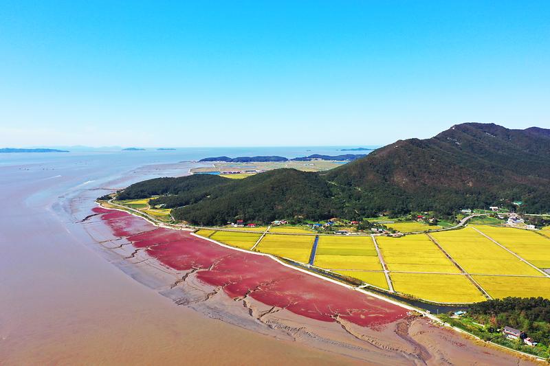 석모도_칠면초_(6)