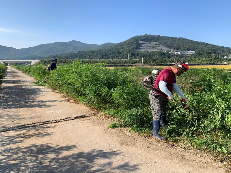 송해면_생태계_교란식물_제거_(1)