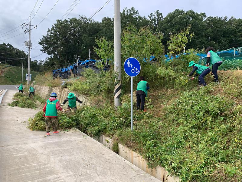 송해면_생태계교란식물제거_(2)
