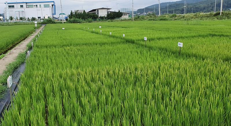 SPP_벼_품종_비교포