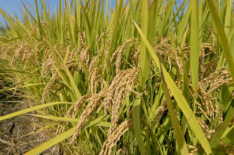 쌀_변동_직불금(하점면_망월벌판에_펼쳐진_황금들녘의_벼)