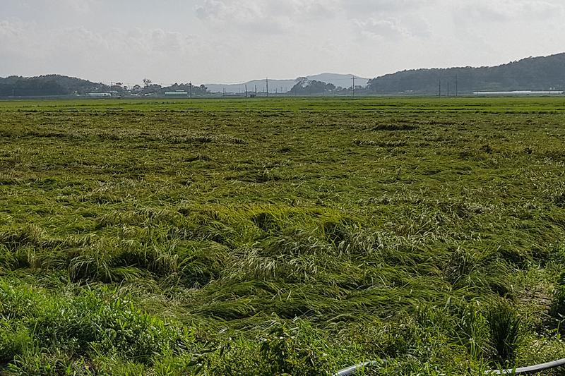 태풍피해_벼도복