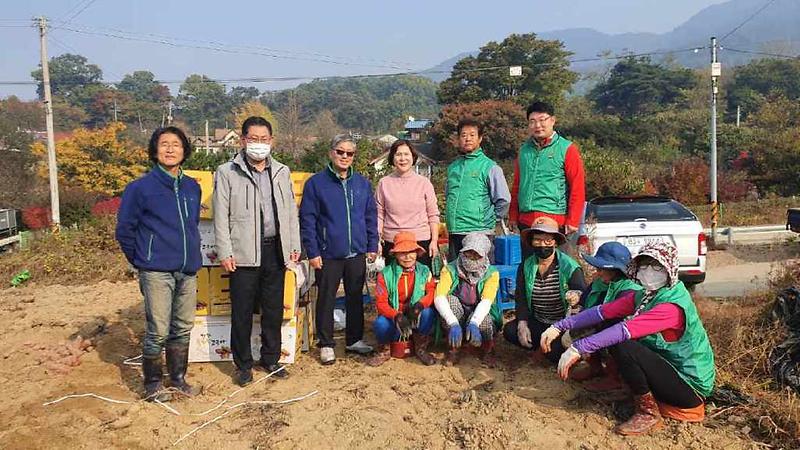 양도면(지도자협의회고구마캐기2)