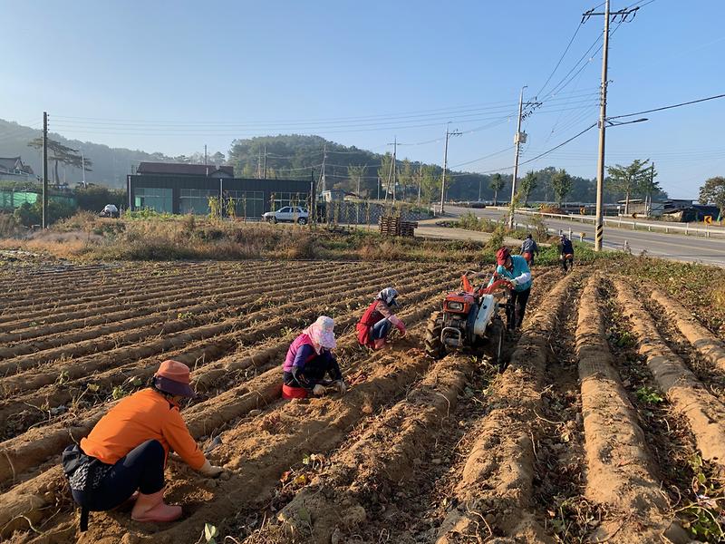 양도면_고구마캐기1_(2)