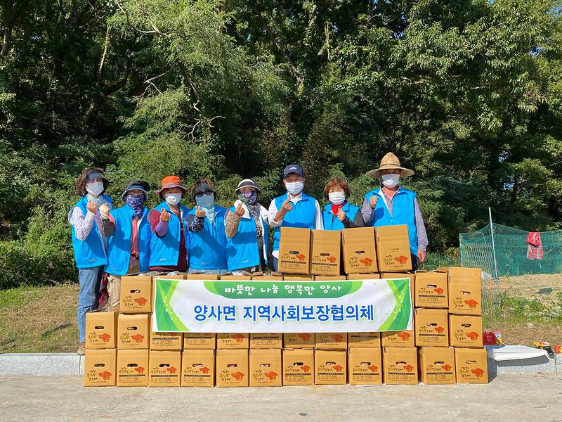 양사면_고구마_수확