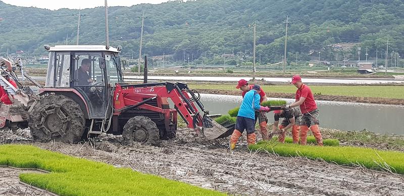 양사면_모내기_현장_2