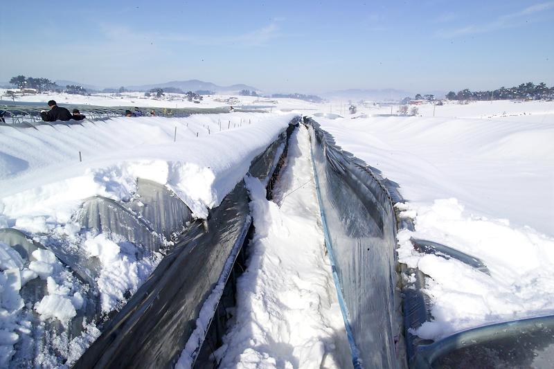 비닐하우스_폭설
