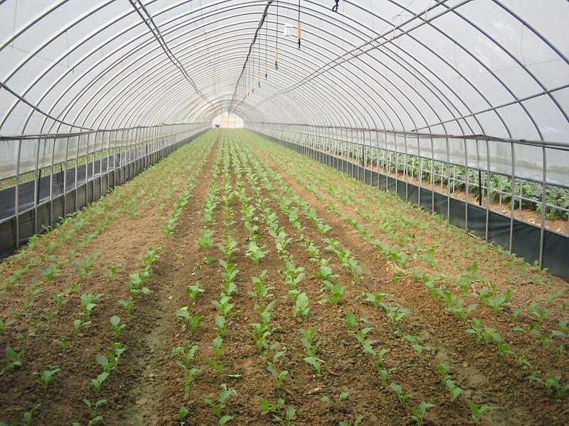 보도사진(순무파종)