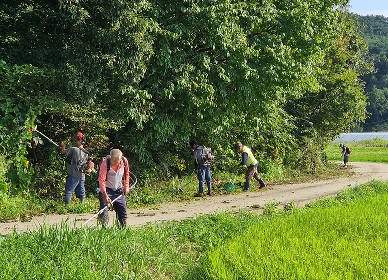 불은면_추석제초작업1