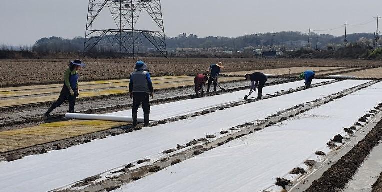 불은면_주민자치_못자리