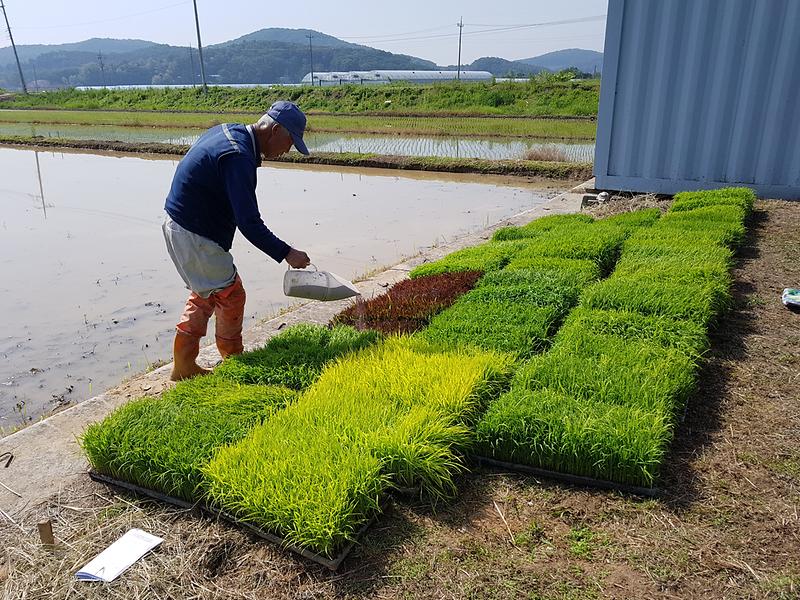 벼_병해충_이앙전_약제_처리