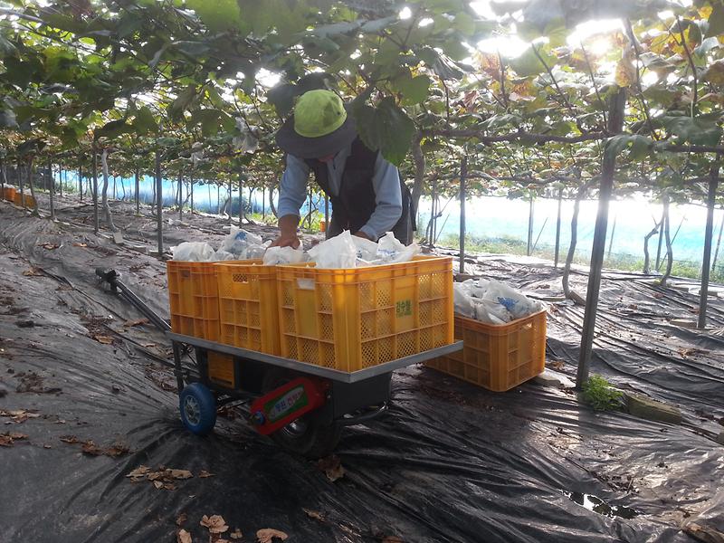 강화섬포도_본격_출하_(1)