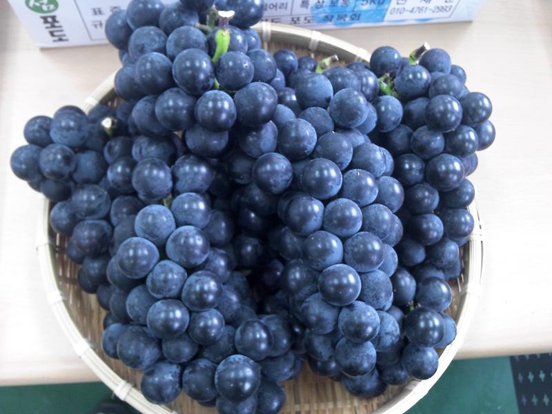 강화섬포도_본격_출하_(2)