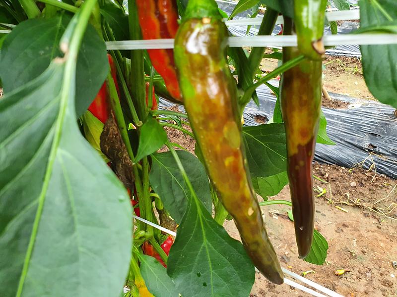 고추_바이러스병_(1)