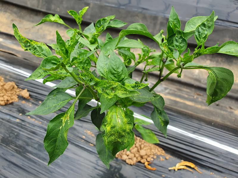 고추_바이러스병_(2)