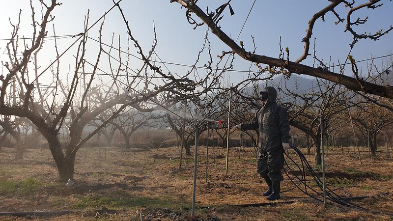 과수화상병_방제