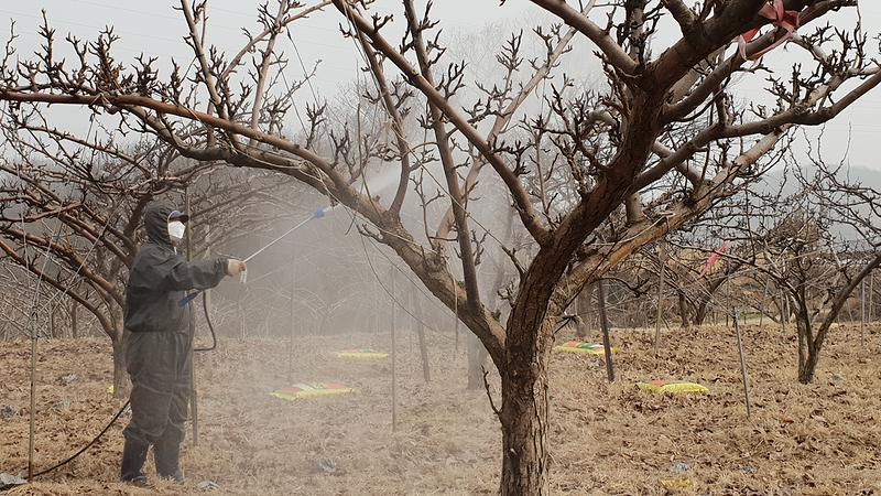 과수화상병_예방약제_살포