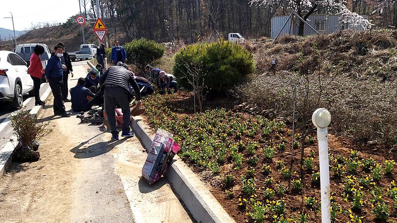 교동면_봄꽃식재_(1)