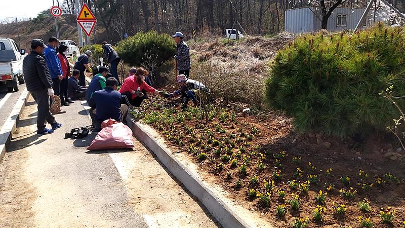 교동면_봄꽃식재_(2)