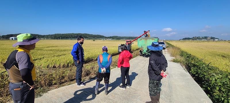 교동면_벼베기_(1)