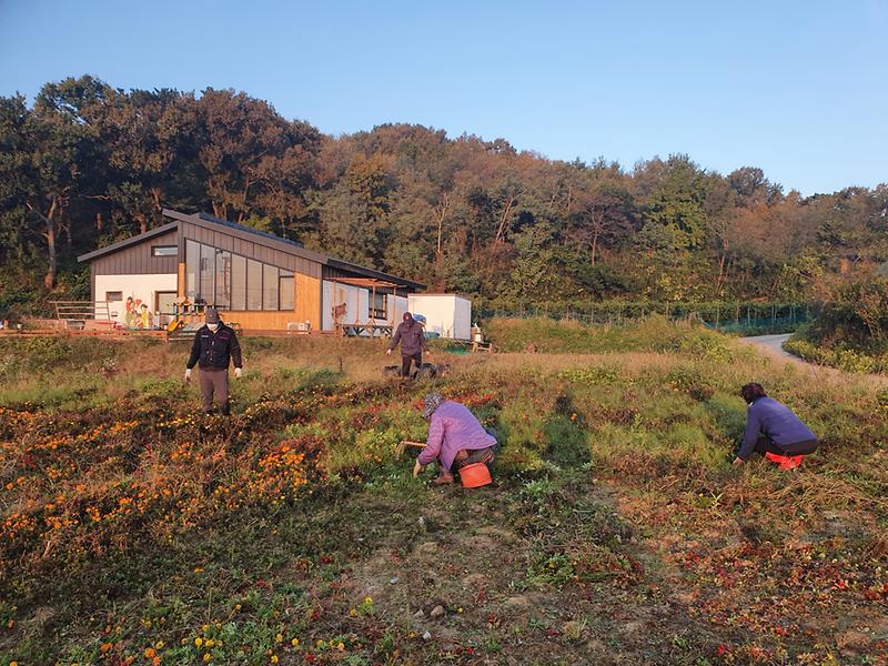 교동면_동산리_마을회_환경정비