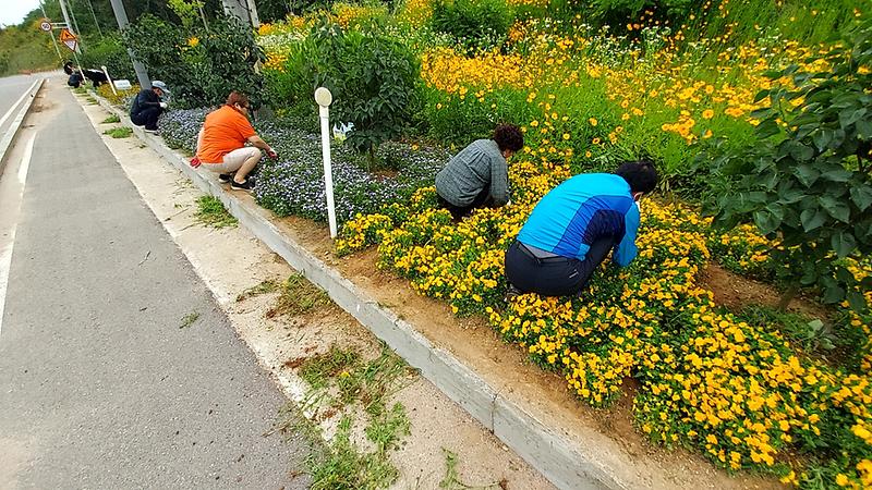 교동면_화단정비_(1)