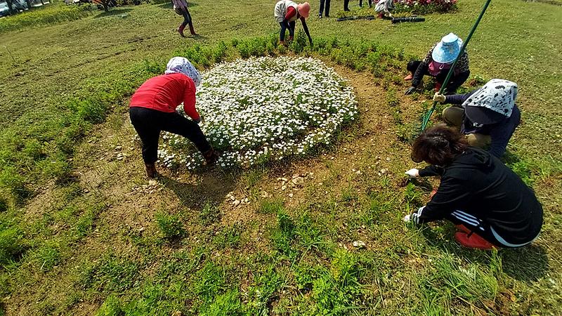 교동면_주민자치위원회,_꽃화단_제초작업_(2)