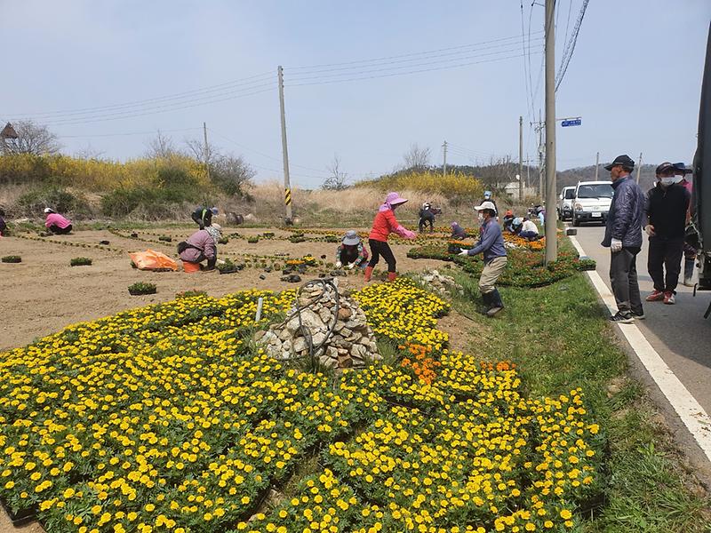 교동면_꽃_식재_(2)