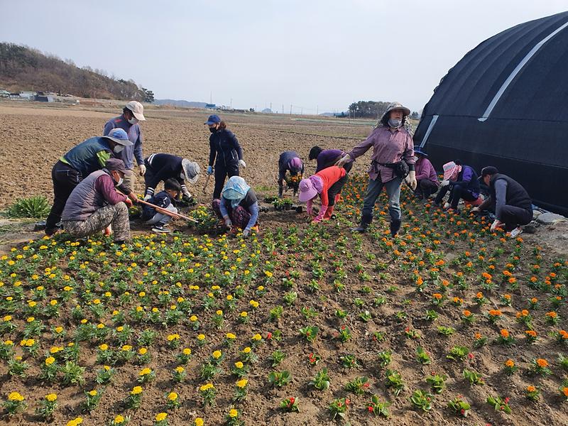 교동면_꽃_식재_(6)