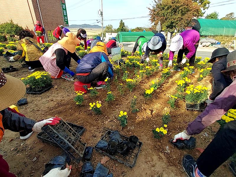 교동면_꽃_심기_(1)