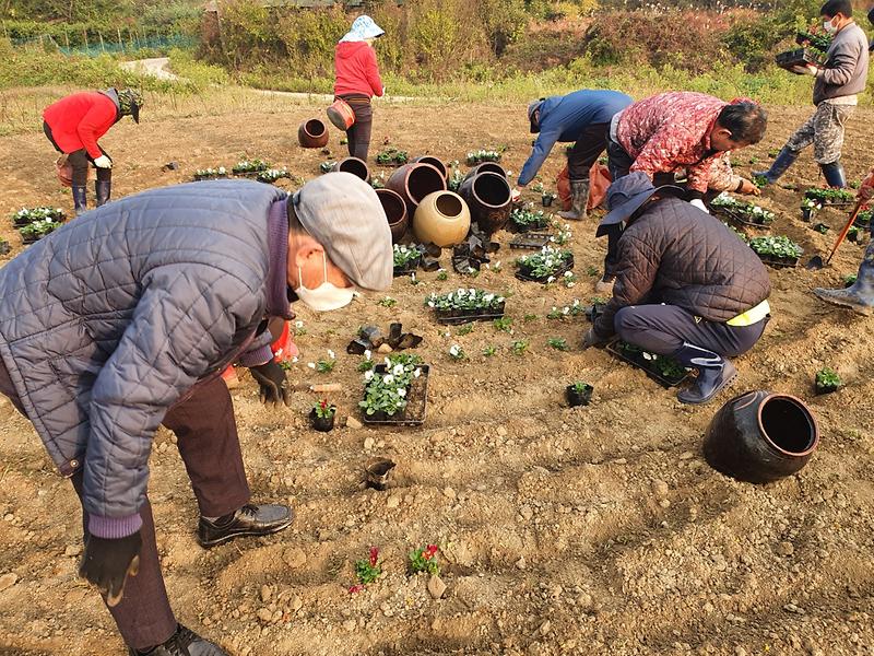 교동면_꽃동산_(2)