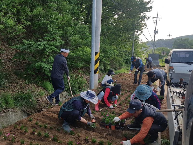 교동면_꽃길조성_(1)