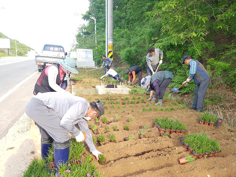 교동면_꽃길조성_(2)