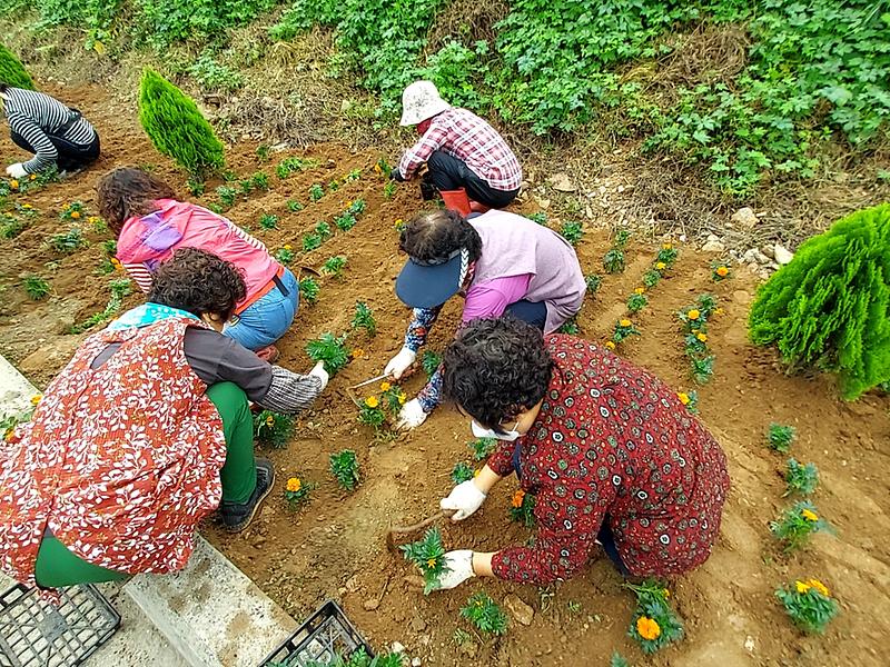 교동면_꽃길조성_(2)