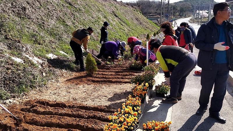 교동면_꽃심기_(1)