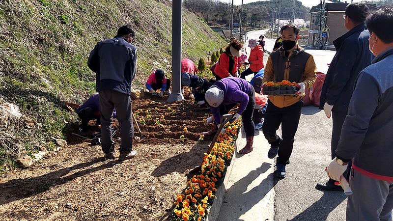 교동면_꽃심기_(2)