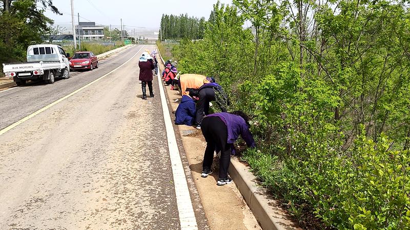교동면_생활개선회_제초작업_(1)