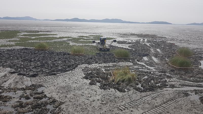 해양수산과_갯끈풀_(1)