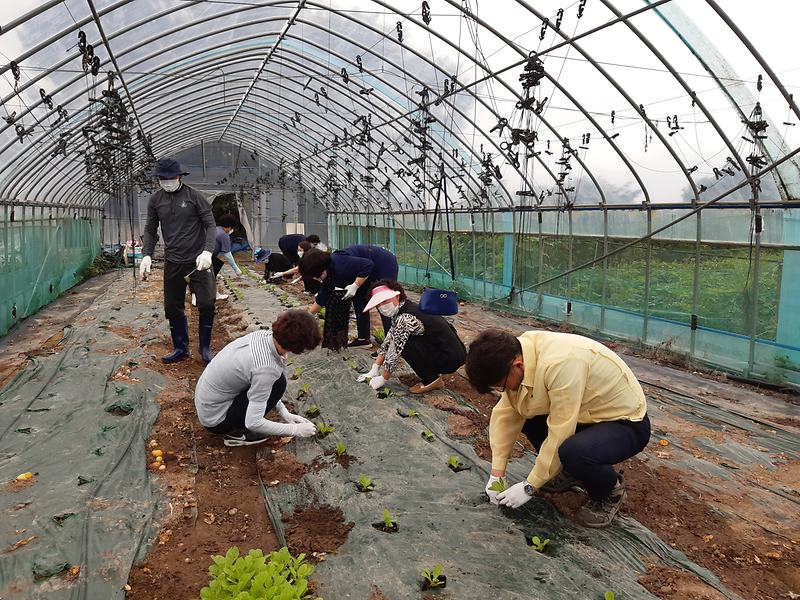 내가면_배추모종