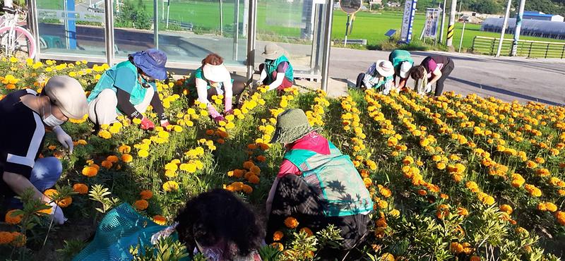 내가면_꽃길_(1)