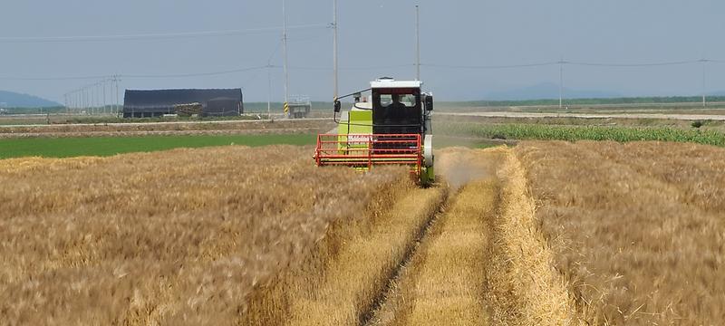 농업기술센터_보리수확_(2)