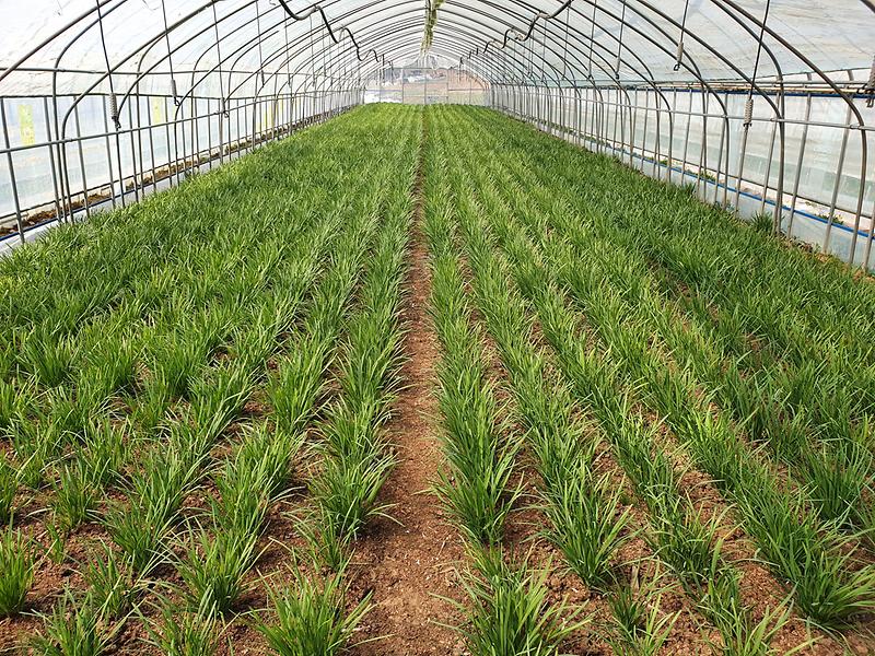 농업기술센터_부추재배_(1)