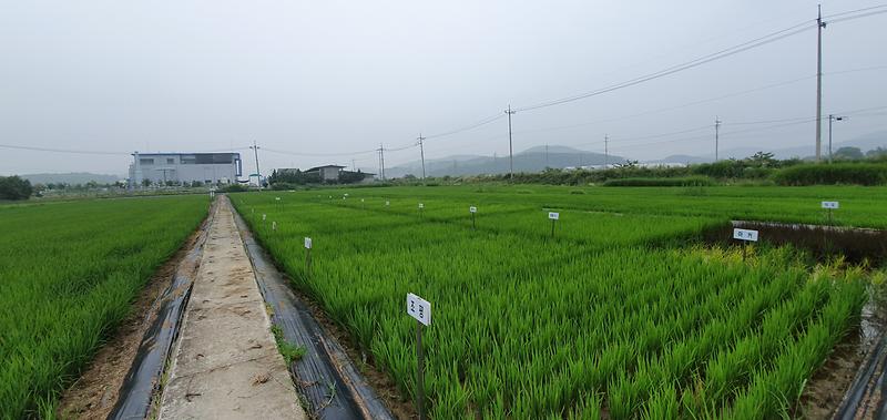 농업기술센터_벼품종개발