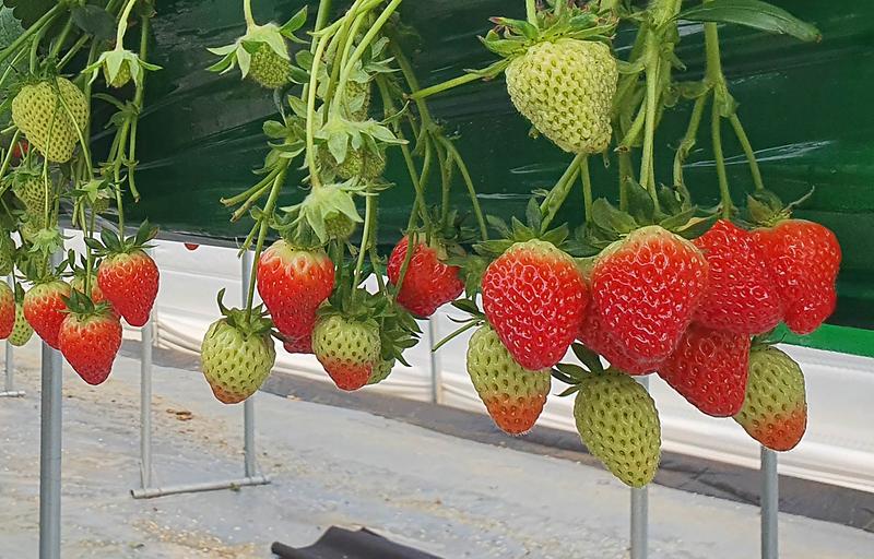 농업기술센터_딸기_출하