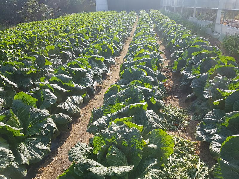 농업기술센터_김장채소